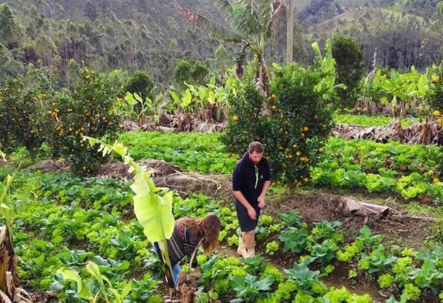 Agroforestry Carbon almeja a internacionalização e utilizará investimento para ampliar equipe de colaboradores e aprimorar banco de dados.